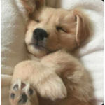 GløssyPuppys