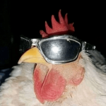 chkn!