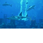 Water Ocean Pro Group