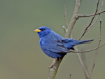 Campainha Blue