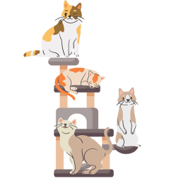 cat obby