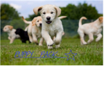 Puppy Pack