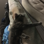 111The cat squad