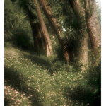 Spirit Cove