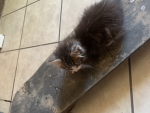 Cats i love them