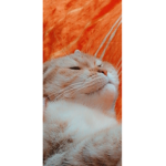 Slicezyyonyt