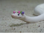 ~baby snakes~