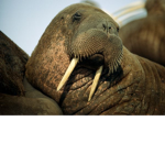 United Walruses of The Universe