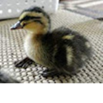 DUCKY SQUAD FOREVER!!
