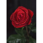 The Scarlet Rose