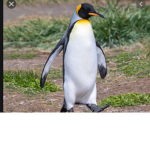 Penguins _ United