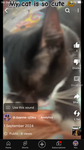 kitty and pomni fan
