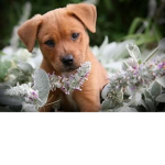 The Super Cute Puppies Group