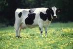 Milk Milk Milk! Group Thumbnail
