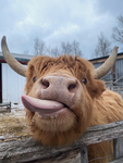 ReasonableCows