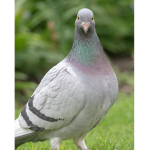 The Pigeon Society.