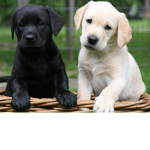 Animal fun time
