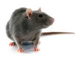 RATS RATS RATS FOR DAYS