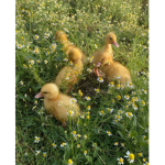 •Aesthetic Ducklings•