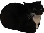 | Cats Team |