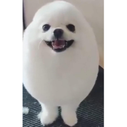 CTF but eggdog