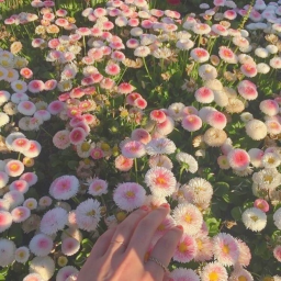 ୨୧ epiphanyy homestore v2 ୨୧