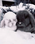 fawnning