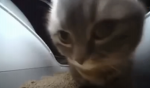 chipi chipi cat