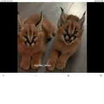 Zane and Ares and Myay