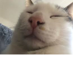 Naxe UwU