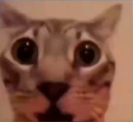 KOEAR
