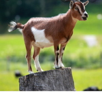 Goats of the world