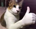 cowmeowpurr's group