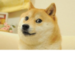 the awsome doge team