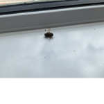 Save the bee