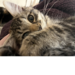 *•suki•*