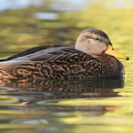 ducks only!