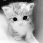 soft dolly ୨ৎ Group Thumbnail