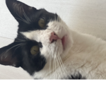 ~Meowzitung the Cat~
