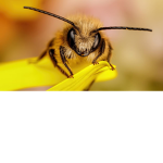 Beefree studios
