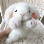 cutiebunnies_