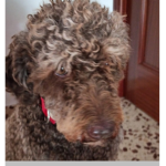 Choco appa misterio negrita neo y leo