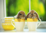 CuteBunnySquad