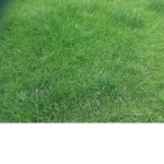grasspriet gang