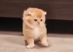 Only kittens