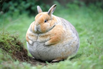 Chubby Bunny Challenge