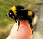 I bee leaf in you