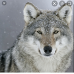 Xx_Wolfies_Xx
