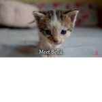 Happy Kitty's