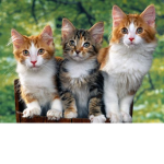 Cats and kittens squad